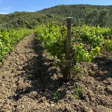 Lüks kamp alanı Le Piane Agriglamping
